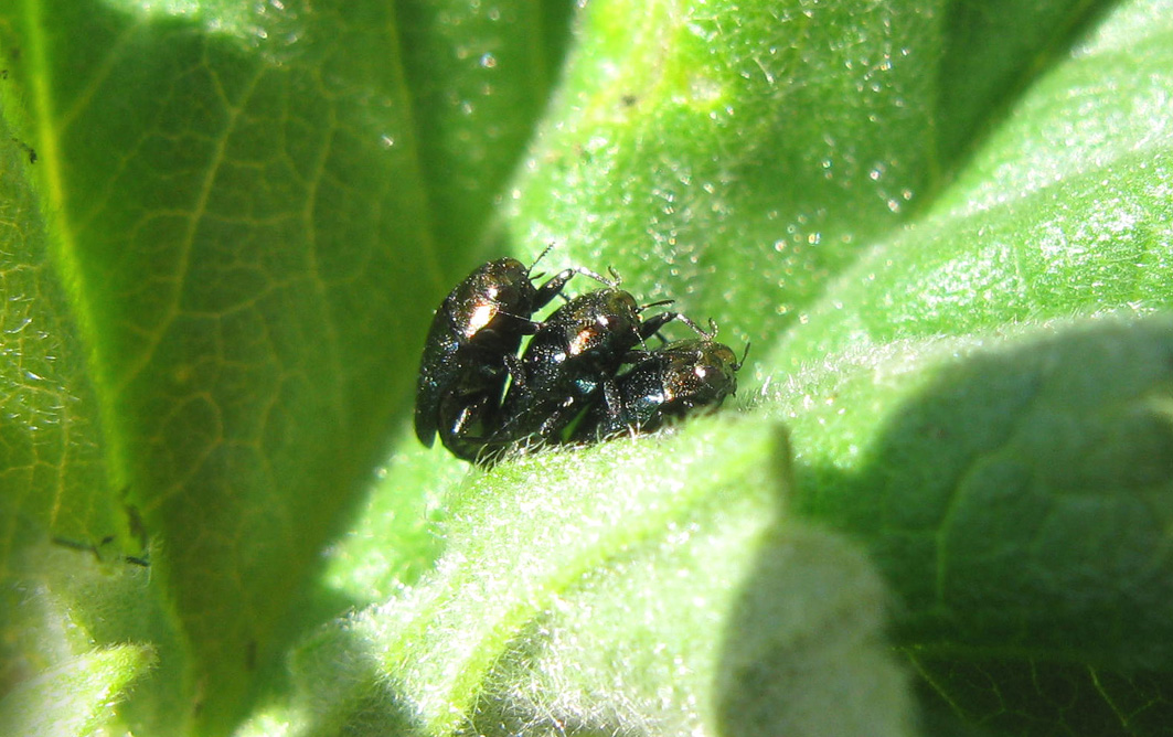 trittico di piccoli coleotteri: Trachys troglodytiformis